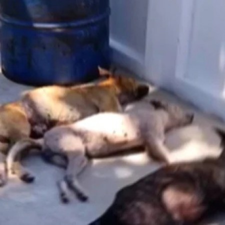 Situa��o de animais abandonados em Teixeira est� sendo investigada pelo Minist�rio P�blico