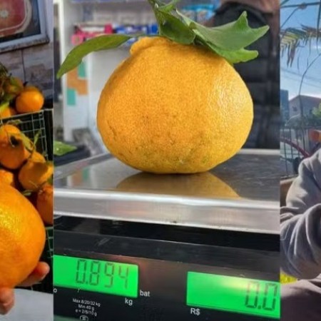 Mexerica de quase 1 quilo vira atrao no RS e rende pedidos at do Nordeste
