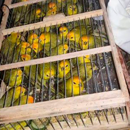 Polcia Militar prende suspeito e apreende 400 aves silvestres no Vale do Pianc