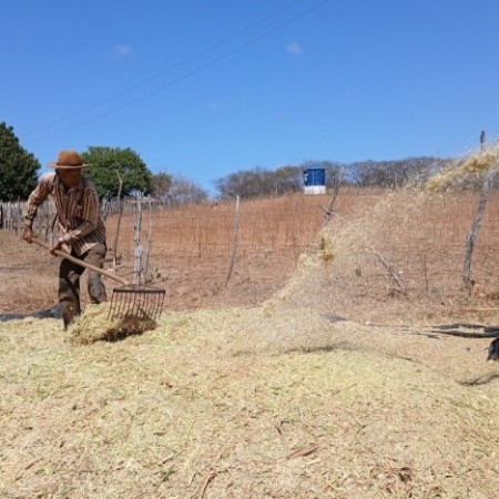 Patos intensifica produo de silagem para garantir alimento ao rebanho na estiagem