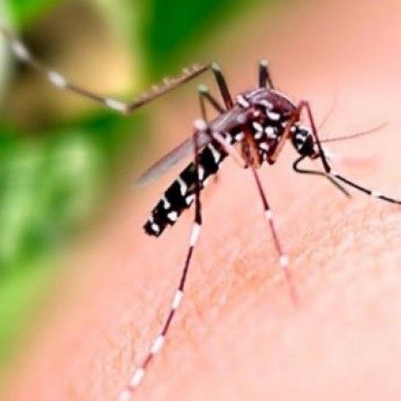 Casos de dengue reduzem mais de 50% na Paraba em 2025