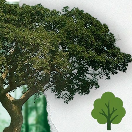 Patos promove a Semana da rvore com foco na arborizao e combate  desertificao