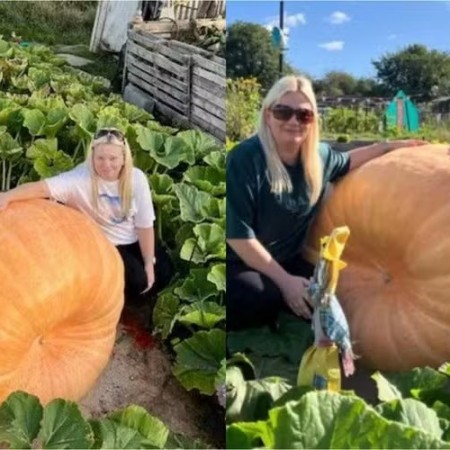 Casal cultiva abbora gigante de quase 400 kg, mais pesada que 'trs elefantes filhotes'