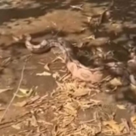 Cobra de dois metros  capturada em Patos aps atacar galinheiro no Monte Castelo