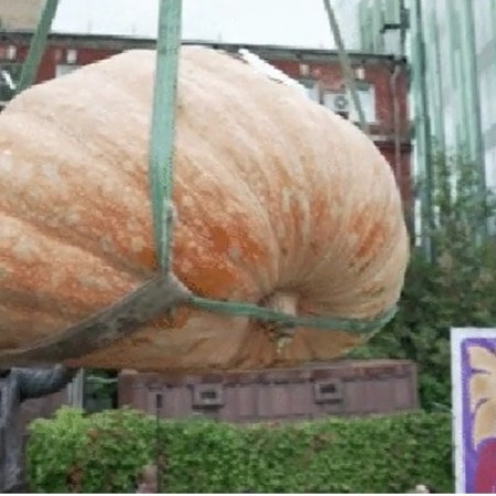 Abbora gigante de quase 1 tonelada  erguida por guindaste em festival na Rssia