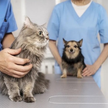 Dia D de vacinao contra raiva animal na Paraba acontece no sbado (27)