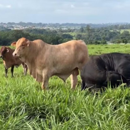 Paraba supera queda e rebanho bovino cresce 40% em quase duas dcadas