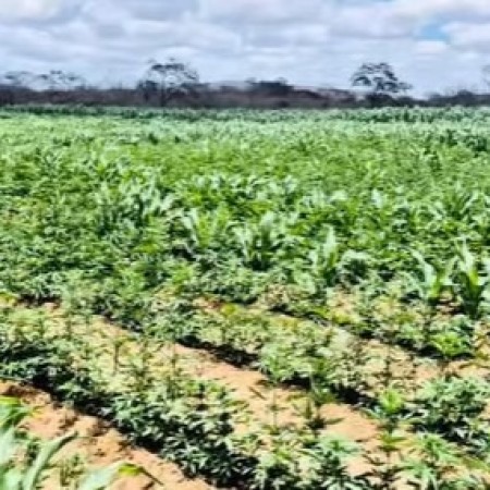Polcia encontra 100 mil ps de maconha e desarticula plantao no Cariri da Paraba