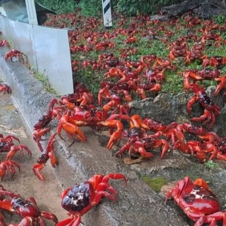 Comea a maior migrao de caranguejo-vermelho do planeta