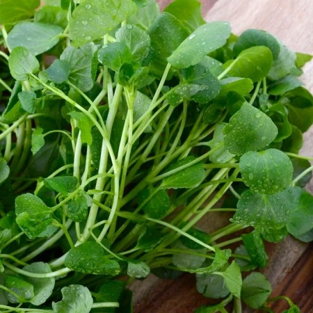 O vegetal mais poderoso para fortalecer o corpo e prevenir doenas