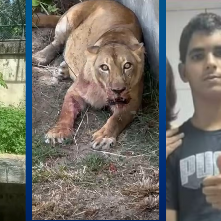 Homem atacado por leoa morreu aps mordida no pescoo, revela IML; animal no comeu corpo
