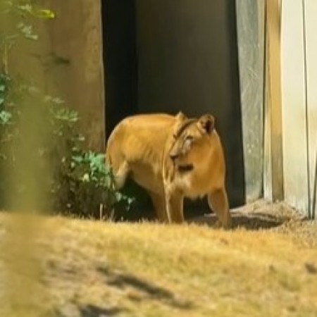 Aps morte de jovem, leoa se recupera e  devolvida para recinto na Bica, em Joo Pessoa