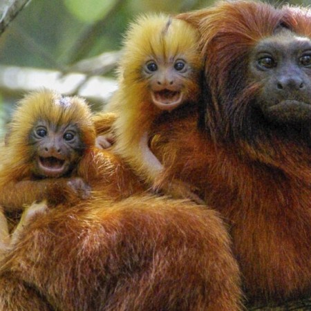 Para�ba emite alerta sobre risco de raiva ap�s contato com animais silvestres