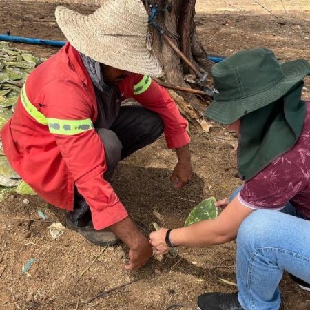 Secretaria de Agricultura de Patos auxilia agricultores na cultura da palma forrageira