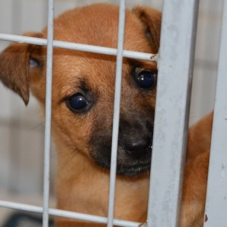 S�o Jos� do Bonfim inicia pr�-inscri��es para programa de castra��o gratuita de c�es e gatos