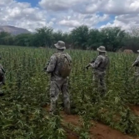 Opera��o destr�i 72 mil p�s de maconha e mais de uma tonelada da droga no Cariri