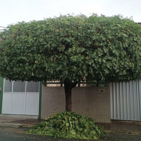 �rvores nativas e arb�reas s�o plantadas em Patos em grande escala pela Secretaria de Meio Ambiente