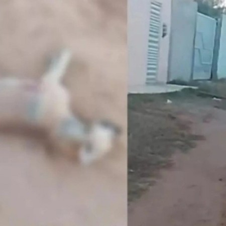 C�es s�o mortos a tiros e caso revolta moradores de Patos, no Sert�o da Para�ba