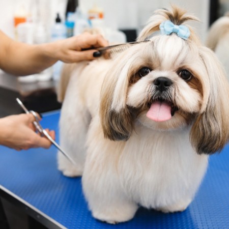 Pesquisa do Procon Patos traz pre�os em pet shops e orienta consumidores