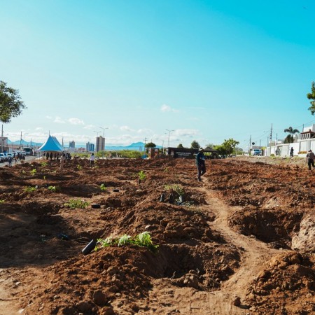 Patos tem primeiro bosque implantado com plantio de 425 mudas de esp�cies nativas e frut�feras