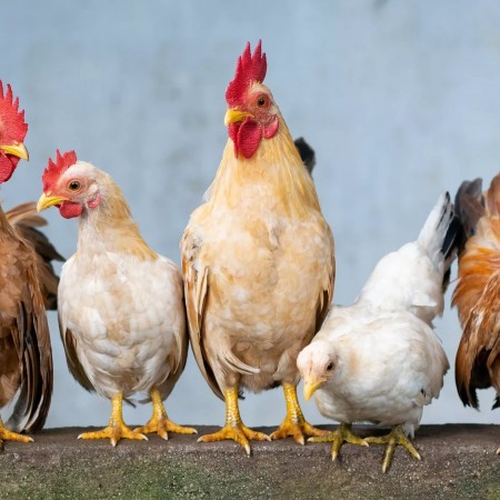 Ladr�o de galinhas � posto em liberdade pela Justi�a em Patos com medidas cautelares