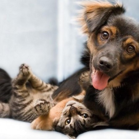Teixeira registra mais de 200 mortes de c�es e gatos com suspeita de envenenamento