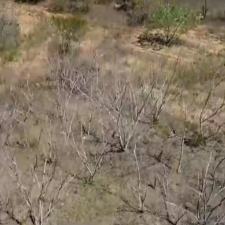 Pesquisadores desenvolvem solu��es para reduzir impactos da desertifica��o no semi�rido da Para�ba