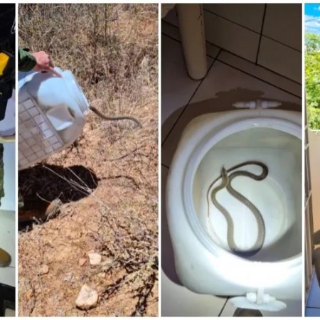 [V�DEO] BPMA resgata serpente escondida em botij�o de g�s em resid�ncia no Salgadinho, em Patos
