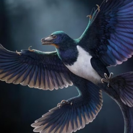 Novo dinossauro com penas � descoberto na China; descoberta traz pistas sobre evolu��o do voo