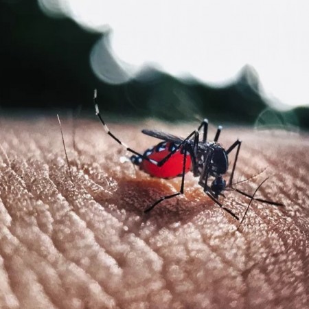 Para�ba registra aumento de mais de 16% nos casos de dengue at� outubro e 14 mortes