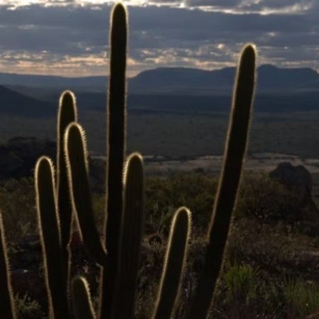 Caatinga respondeu por quase 40% das remo��es de gases de efeito estufa no Brasil em 2022