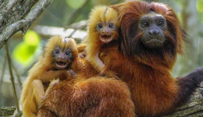 Para�ba emite alerta sobre risco de raiva ap�s contato com animais silvestres