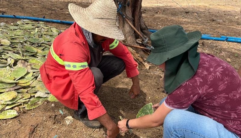 Secretaria de Agricultura de Patos auxilia agricultores na cultura da palma forrageira