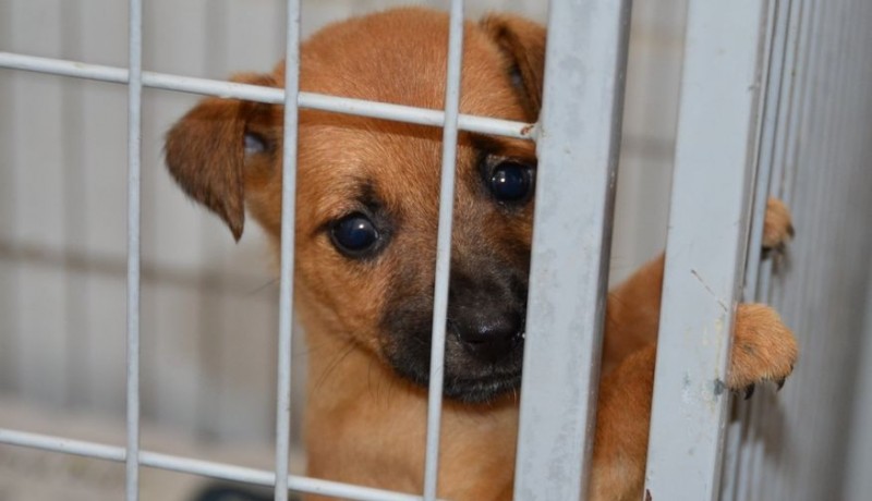 S�o Jos� do Bonfim inicia pr�-inscri��es para programa de castra��o gratuita de c�es e gatos