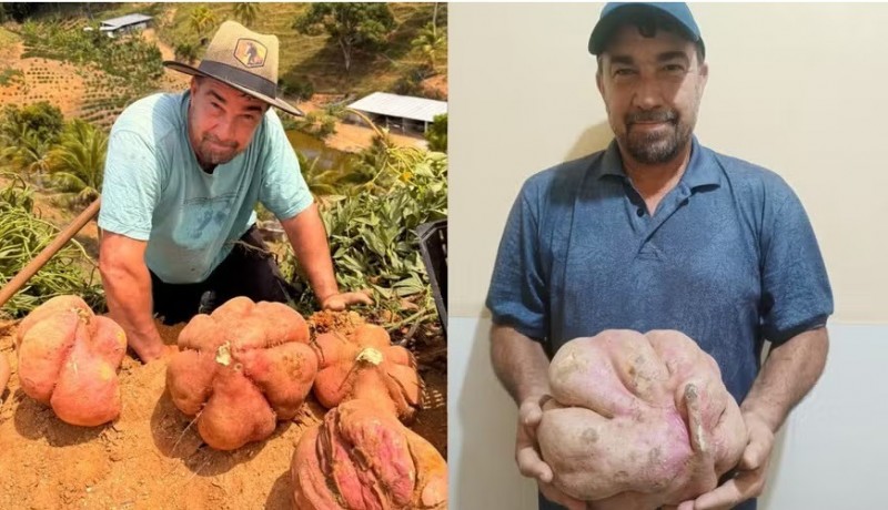 Agricultor colhe batata-doce gigante com t�cnica que aprendeu com os av�s