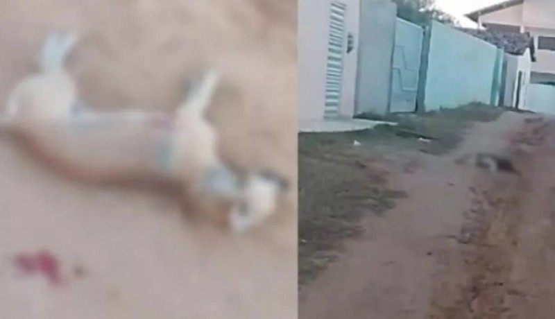 C�es s�o mortos a tiros e caso revolta moradores de Patos, no Sert�o da Para�ba