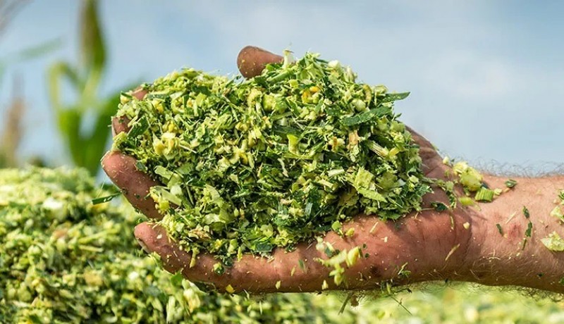 Prefeitura de S�o Jos� do Bonfim produz silagem para auxiliar agricultores na alimenta��o de animais 
