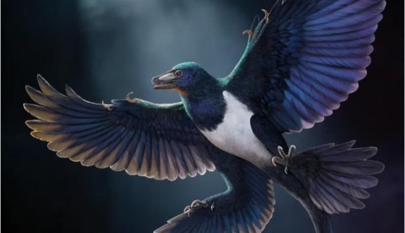 Novo dinossauro com penas � descoberto na China; descoberta traz pistas sobre evolu��o do voo