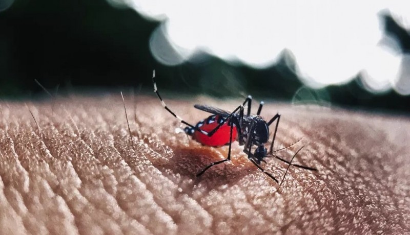 Para�ba registra 7,2 mil casos prov�veis de dengue e 14 mortes em 2026