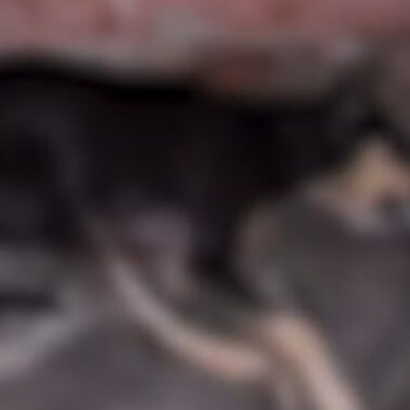 C�es e gatos s�o encontrados mortos com sinais de envenenamento em Teixeira e Pol�cia Civil abre inqu�rito