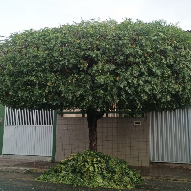 �rvores nativas e arb�reas s�o plantadas em Patos em grande escala pela Secretaria de Meio Ambiente